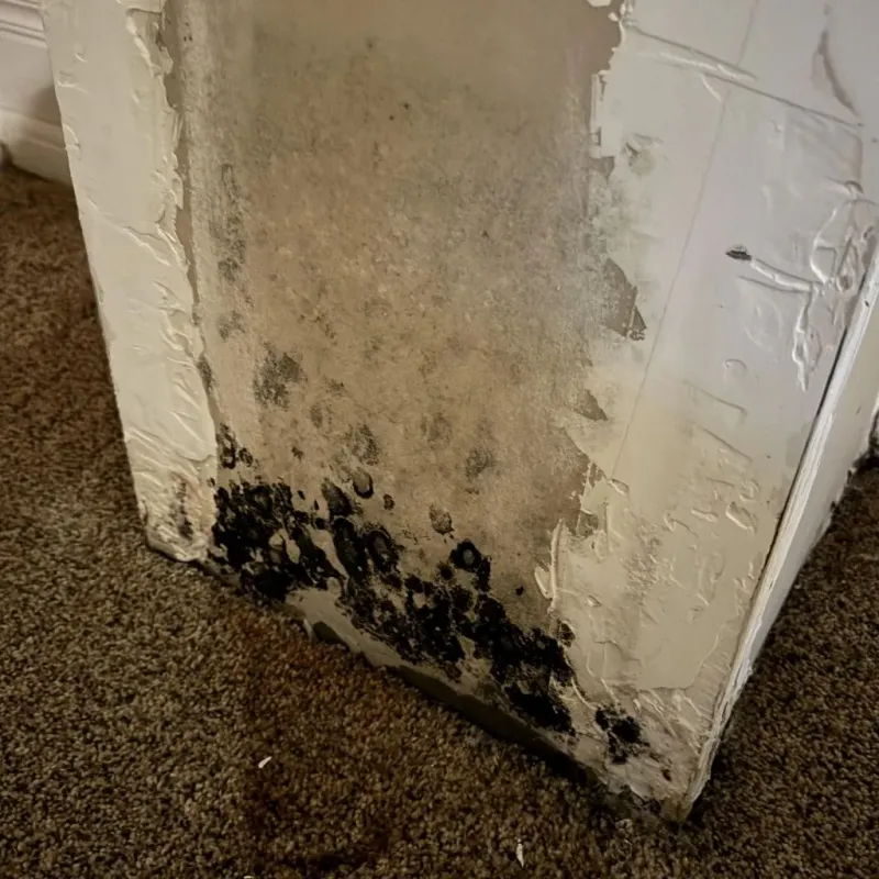 Professional Mold Removal in Tinley Park, IL